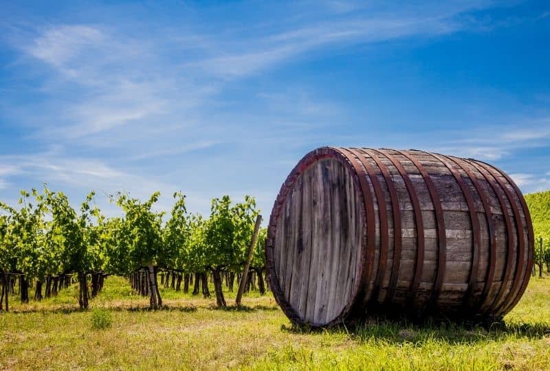 Wineries in Tuscany: Things to do in Versilia