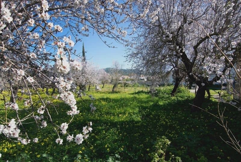 Mallorca almond trees blossom