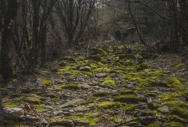 Zagorochoria