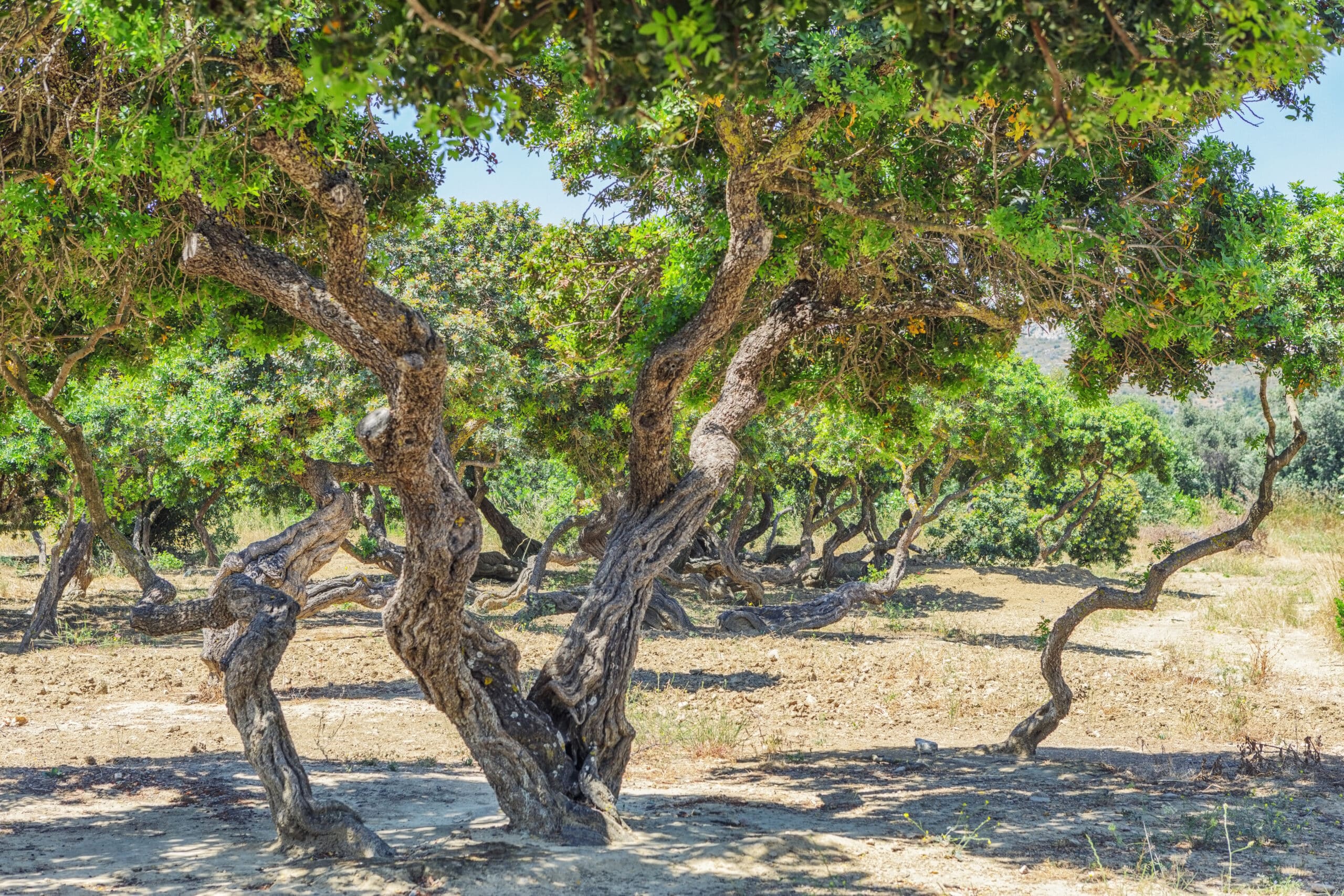 Discover Chios: The Aegean's Best Kept Secret