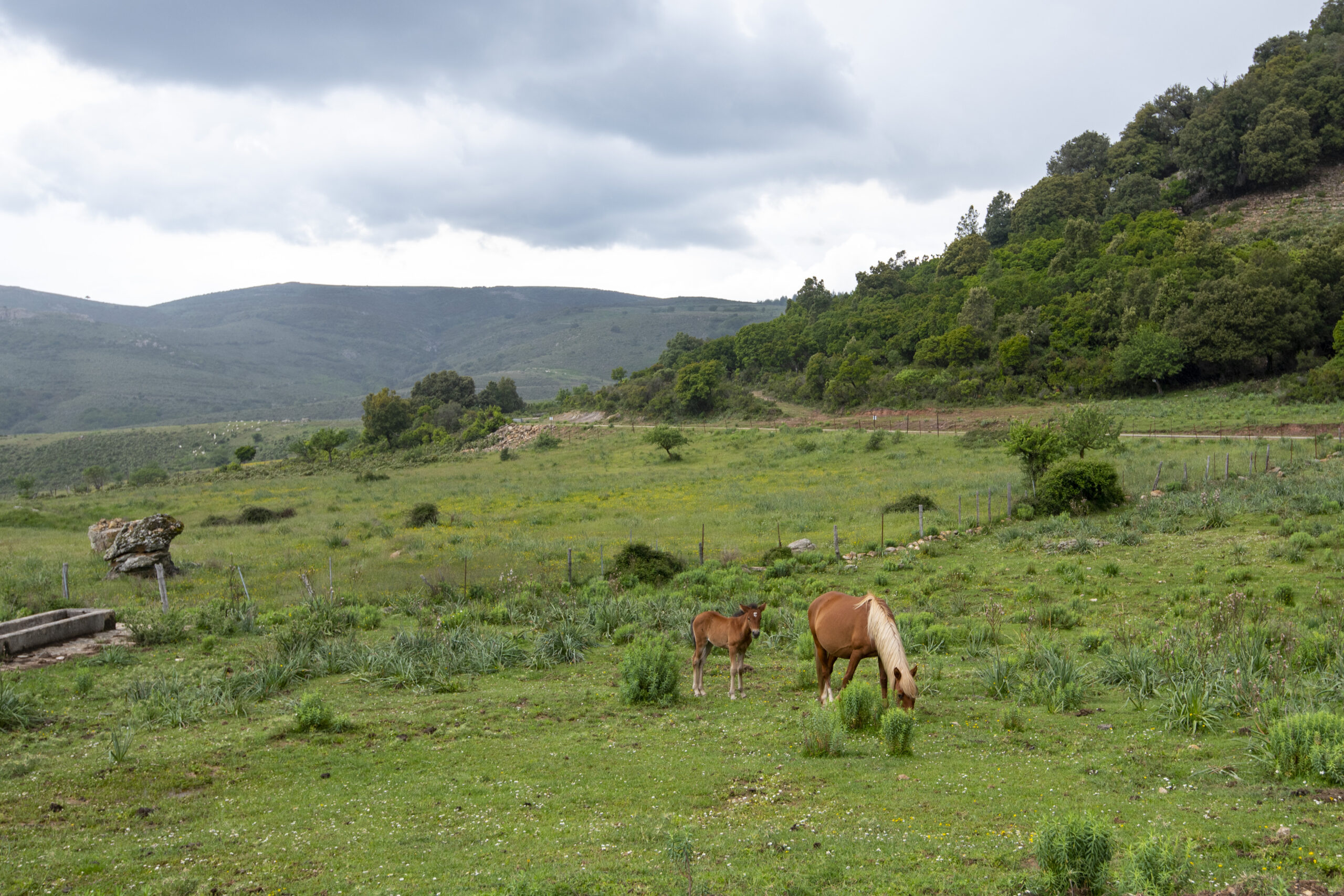 The Ultimate Traveler’s Guide to Sardinia: Beaches, Food, and Adventure